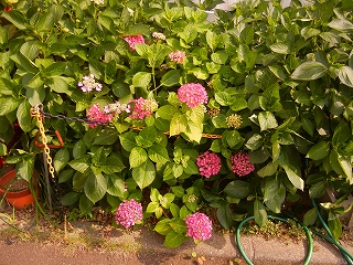 13071101